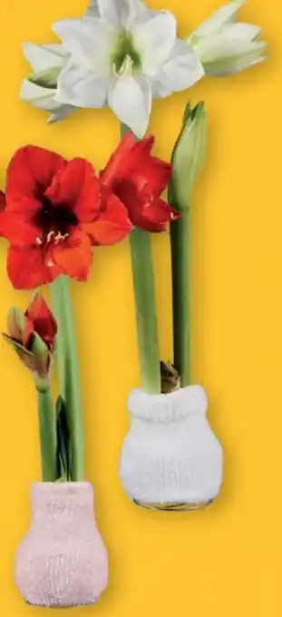Lidl Amaryllis Angebot