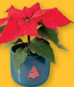 Lidl Mini-Weihnachtsstern Angebot