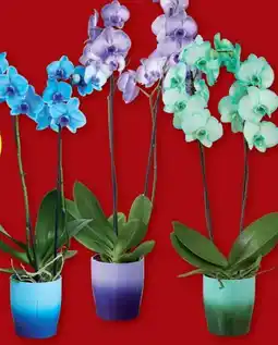 Lidl Orchidee Royal Angebot