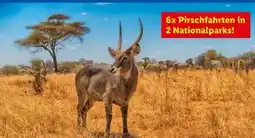 Lidl Lidl-Reisen Kenia-Safari-Baden Angebot