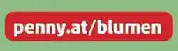 PENNY penny.at/blumen Angebot