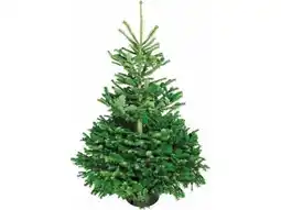 OBI Weihnachtsbaum Angebot
