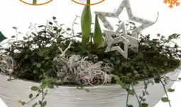 OBI Amaryllis Angebot