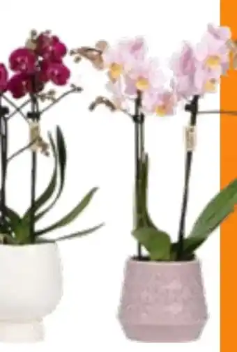 OBI Schmetterlings Orchideen Angebot
