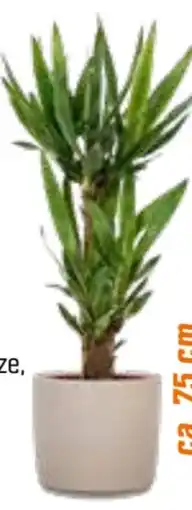 OBI Palmlilie Angebot