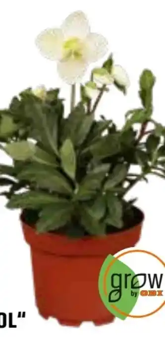 OBI Grow by Obi Christrose Christmas Carol Angebot