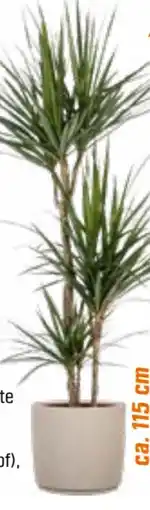 OBI Drachenbaum Angebot