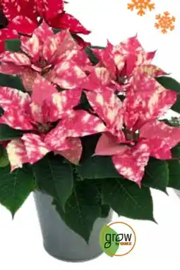 OBI Grow by Obi Weihnachtsstern Fantasy Star Angebot