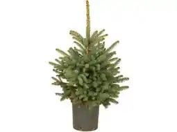 OBI Getopfter Weihnachtsbaum Angebot