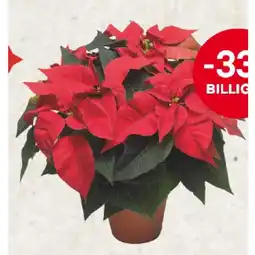 MPreis Weihnachtsstern MPREIS Angebot