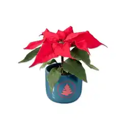 Lidl Mini Weihnachtsstern in Keramik Lidl Angebot