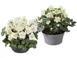 Lidl Christrose Lidl Angebot