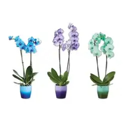 Lidl Orchidee Royal in Keramik, 2 Trieber Verschiedene Blüten- und Keramikfarben Lidl Angebot