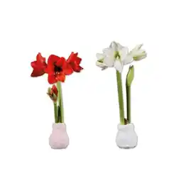 Lidl Amaryllis im “Fashionz Cozy Socken” Verschiedene Blüten- und Sockenfarben Lidl APP Preis Angebot