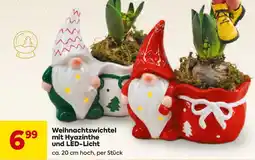 Billa Weihnachtswichtel mit Hyazinthe Angebot