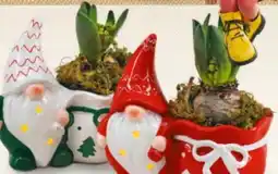 Billa Weihnachtswichtel mit Hyazinthe Angebot