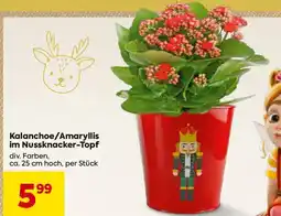 Billa Kalanchoe-Weihnachtsstern Angebot