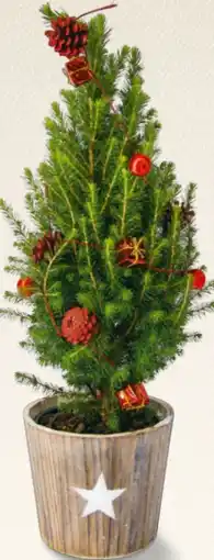 Billa Weihnachtsbäumchen Angebot