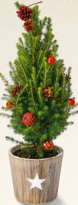 Billa Weihnachtsbäumchen Angebot