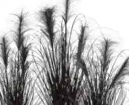 Mömax Kunstpflanze Pampasgras Angebot