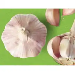 Hofer Bio-Knoblauch aus Österreich HOFER Angebot