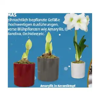Hofer Bepflanzte Arrangements Xmas Amaryllis in Keramiktopf HOFER Angebot
