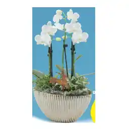 Hofer Bepflanzte Arrangements Xmas Orchidee in Keramik, 3 Triebe HOFER Angebot