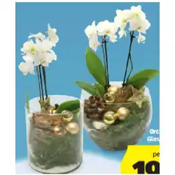Hofer Bepflanzte Arrangements Xmas Orchidee in Glas, 2 Triebe HOFER Angebot