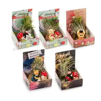 Hofer Tillandsien-Glücksbringer HOFER Angebot