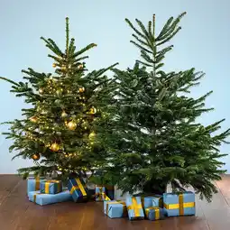 Hofer Nordmanntanne Höhe: 175 - 200 cm HOFER Angebot