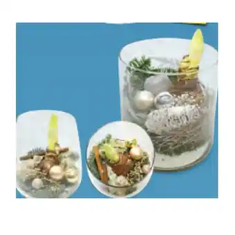 Hofer Bepflanzte Arrangements Xmas Amaryllis in Glas HOFER Angebot