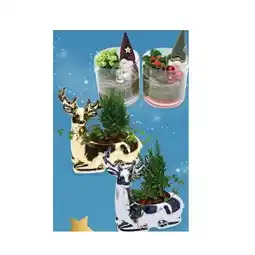 Hofer Bepflanzte Arrangements Xmas Kalandiva in Glas oder Keramik-Rentier bepflanzt HOFER Angebot