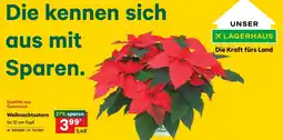 Lagerhaus Weihnachtsstern Angebot