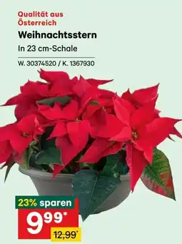 Lagerhaus Weihnachtsstern Angebot