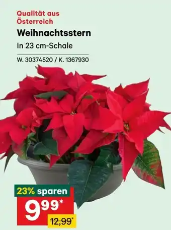 Lagerhaus Weihnachtsstern Angebot