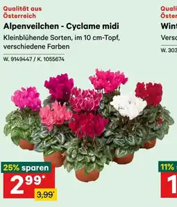 Lagerhaus Alpenveilchen - Cyclame midi Angebot