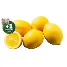 PENNY Zitronen jö Bonus Club Preis Penny Angebot