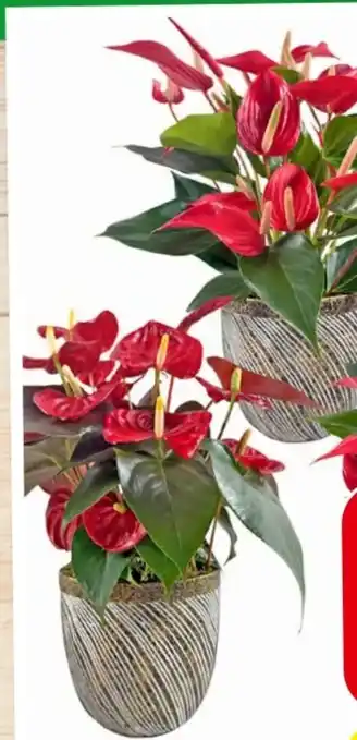 Eurospar Anthurien Angebot