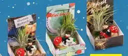 Hofer Tillandsien-Glücksbringer Angebot