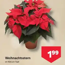 MPreis Weihnachtsstern Angebot