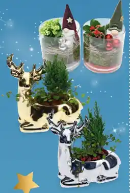 Hofer Kalandiva Angebot