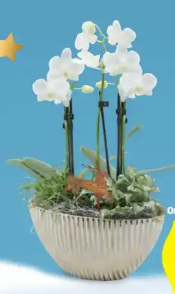 Hofer Orchideen Angebot