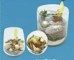 Hofer Amaryllis Xmas Angebot