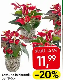 Eurospar Anthurie in Keramik Angebot