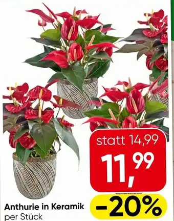 Eurospar Anthurie in Keramik Angebot