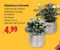 Lidl Blühpflanze in Keramik Angebot