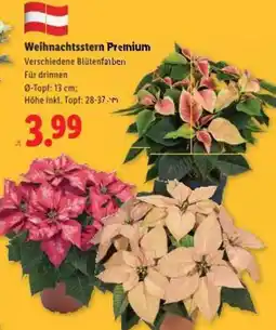 Lidl Weihnachtsstern Premium Angebot