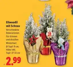 Lidl Ellwoodii mit Schnee Angebot