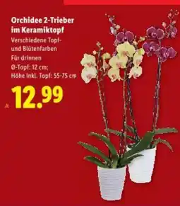 Lidl Orchidee 2-Trieber im Keramiktopf V Angebot