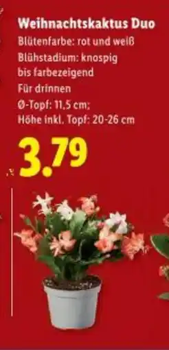 Lidl Weihnachtskaktus Duo Angebot